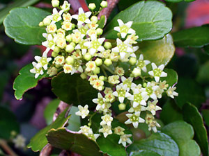 ハリツルマサキの花 ハリツルマサキの花