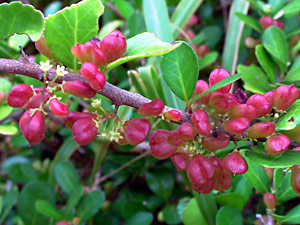 ハリツルマサキの実 ハリツルマサキの実