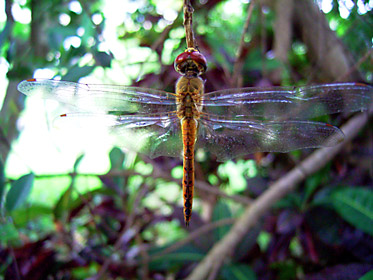 ウスバキトンボ ウスバキトンボ