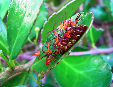 フタスジハリカメムシの孵化幼虫 フタスジハリカメムシの孵化幼虫