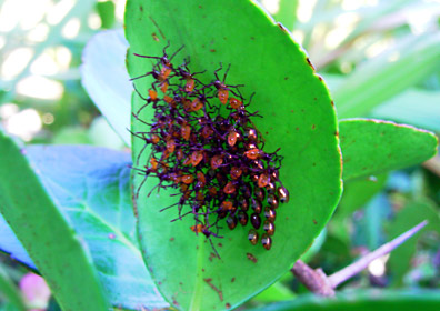 前日孵化したフタスジハリカメムシ 前日孵化したフタスジハリカメムシ