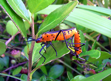 フタスジハリカメムシのペア フタスジハリカメムシのペア