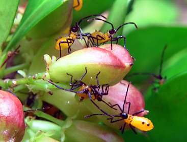 ハリツルマサキの実から吸汁するフタスジハリカメムシの若齢幼虫 ハリツルマサキの実から吸汁するフタスジハリカメムシの若齢幼虫