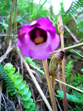 ナンバンギセルの花