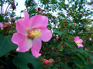 サキシマフヨウ