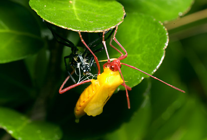 フタスジハリカメムシの羽化