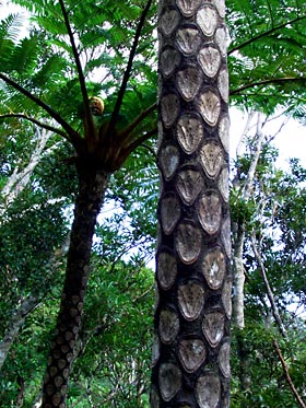 ヒカゲヘゴの幹