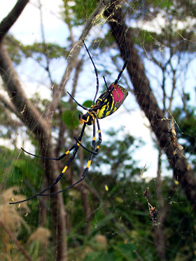 ジョロウグモの成熟雌