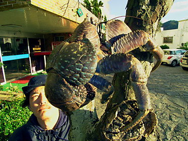 木に登るヤシガニ