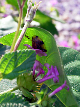 葉裏のヨツモンカメノコハムシ