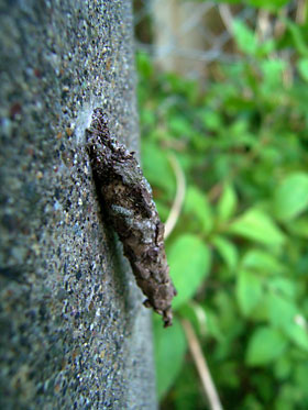 オオミノガ幼虫