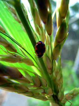 ヒメカメノコテントウ