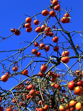 たわわに実った柿の実