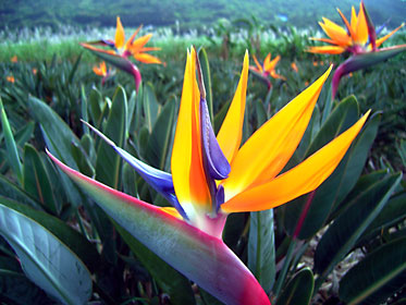 ゴクラクチョウカ（極楽鳥花）＝ストレリチア