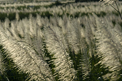 サトウキビの花穂