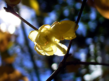 ソシンロウバイ