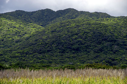 新緑の山並とサトウキビの花穂