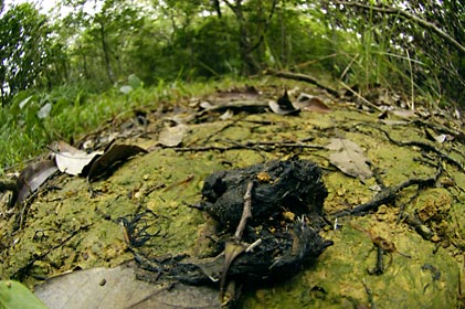 イリオモテヤマネコ(?)の糞