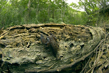 ヤエヤマサソリ