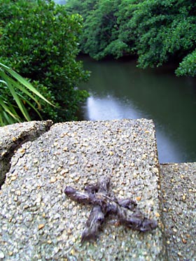 イリオモテヤマネコの糞