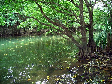 マングローブ林