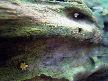 ダイダイガサの幼菌