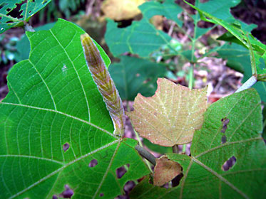 シャクガの一種の幼虫