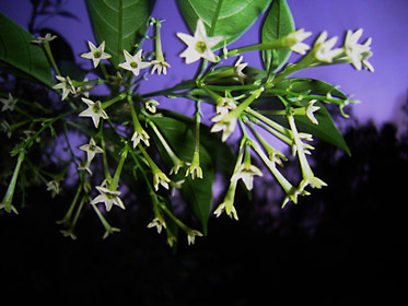 ヤコウボクの花