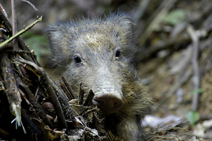 リュウキュウイノシシ亜成獣