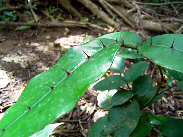 テリバザンショウ