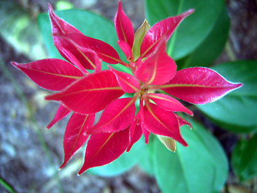 鮮やかな芽吹き