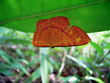 オビベニホシシャク