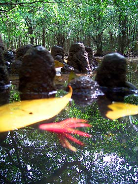 マングローブ林で