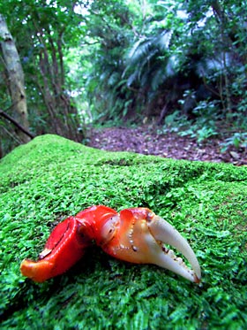 ベンケイガニ？の鋏