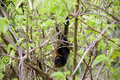 シマグワの花を食べに来たオオコウモリ シマグワの花を食べに来たオオコウモリ
