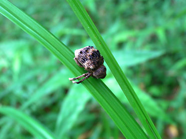 ハスオビコブゾウムシ