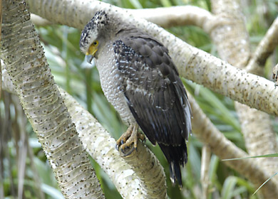 カンムリワシ カンムリワシ