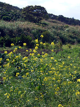カラシナの花 カラシナの花