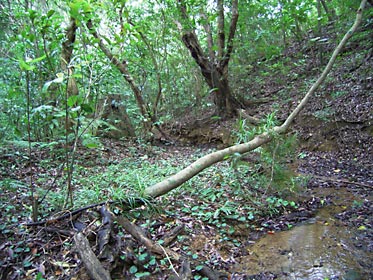 ヤマネコ撮影フィールド