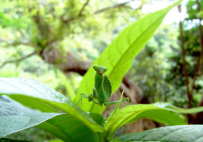ハラビロカマキリ幼虫 ハラビロカマキリ幼虫
