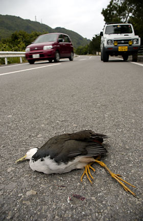 車に轢かれたシロハラクイナ 車に轢かれたシロハラクイナ