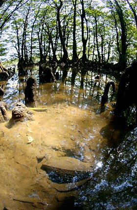 マングローブ林に生息するシレナシジミ マングローブ林に生息するシレナシジミ