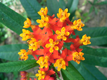 トウワタの花 トウワタの花