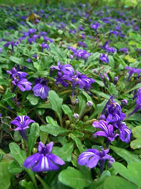 ヒメキランソウ ヒメキランソウ