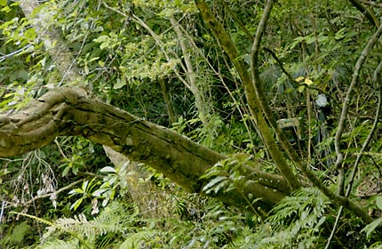 自動撮影カメラ2号 自動撮影カメラ2号