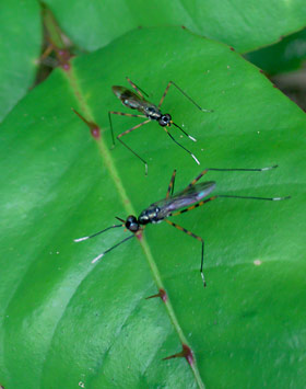 アシマダラヤセバエの求愛行動 アシマダラヤセバエの求愛行動