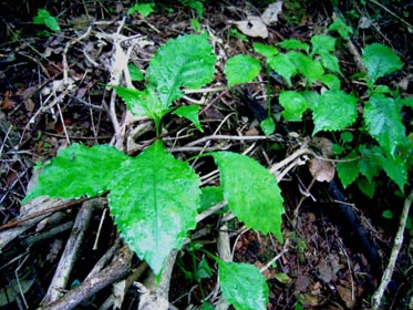 芽生えてきたセイタカスズムシソウ 芽生えてきたセイタカスズムシソウ