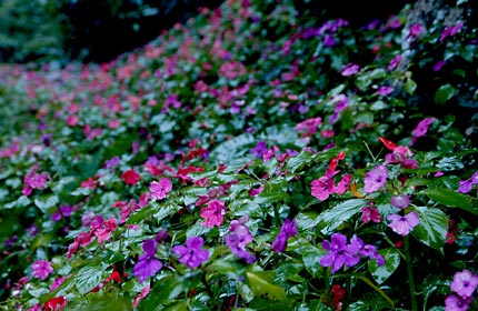 アフリカホウセンカ アフリカホウセンカ