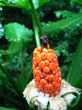 クワズイモの実 クワズイモの実