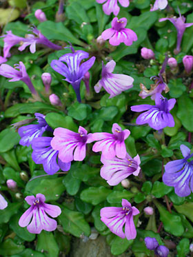 ヒメキランソウ ヒメキランソウ